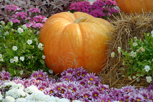 pumpkin on flower