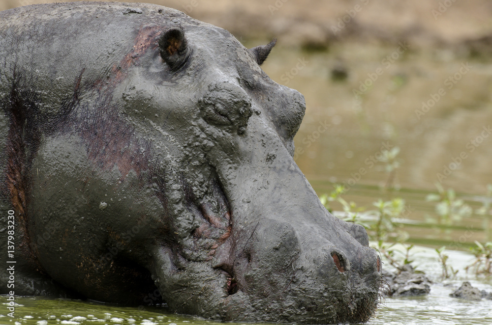 Hippopotame, Hippopotamusa amphibius, Parc national Kruger, Afrique du Sud Hippopotame, Hippopotamusa amphibius, Parc national Kruger, Afrique du Sud