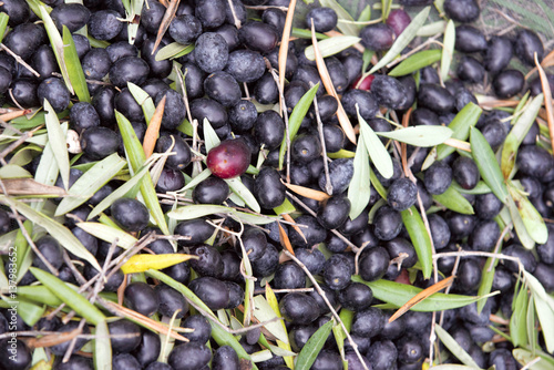 Olive harvest in Andalusia, Spain