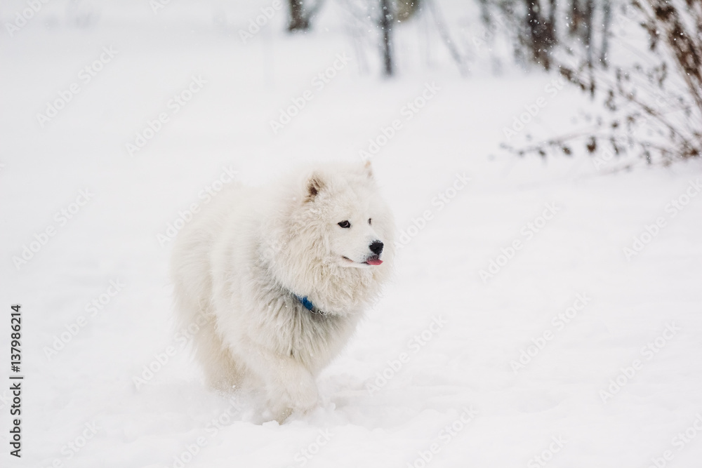 White Samoyed dog in the snow White Samoyed dog in the snow