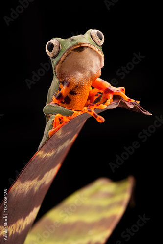 Tiger leg monkey tree frog, Phyllomadusa tomopterna. Tropical treefrog from Amazon rain forest and an endangered animal. . photo