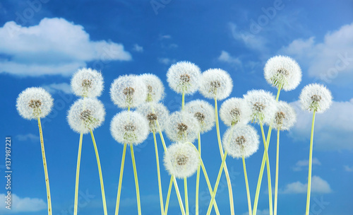 Dandelion flower on blue sky background. Bright clouds, beautiful landscape in summer season.