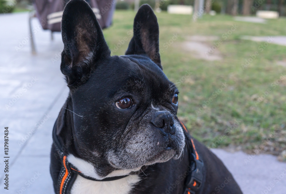 Black French Bulldog with big ears. Large funny ears erect
