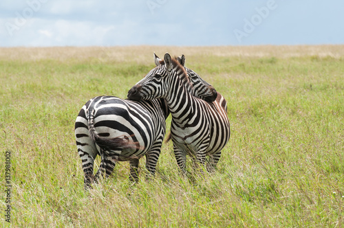 Zebras at serengeti national park  Tanzana