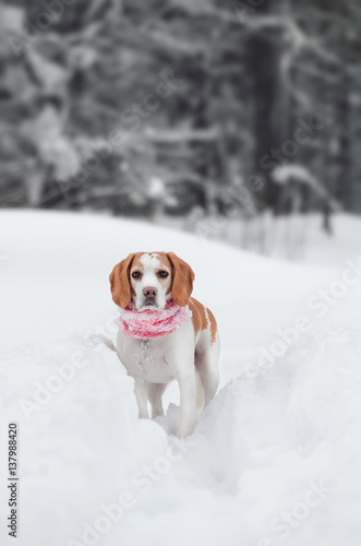 Fototapeta Naklejka Na Ścianę i Meble -  beagle  on nature in winter