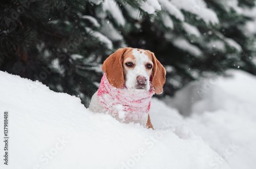 beagle  on nature in winter © food and animals