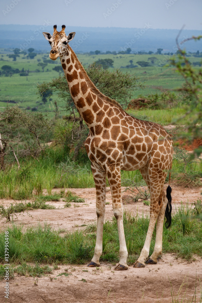 Single giraffe in Murchison Park, Uganda Single giraffe in Murchison Park, Uganda