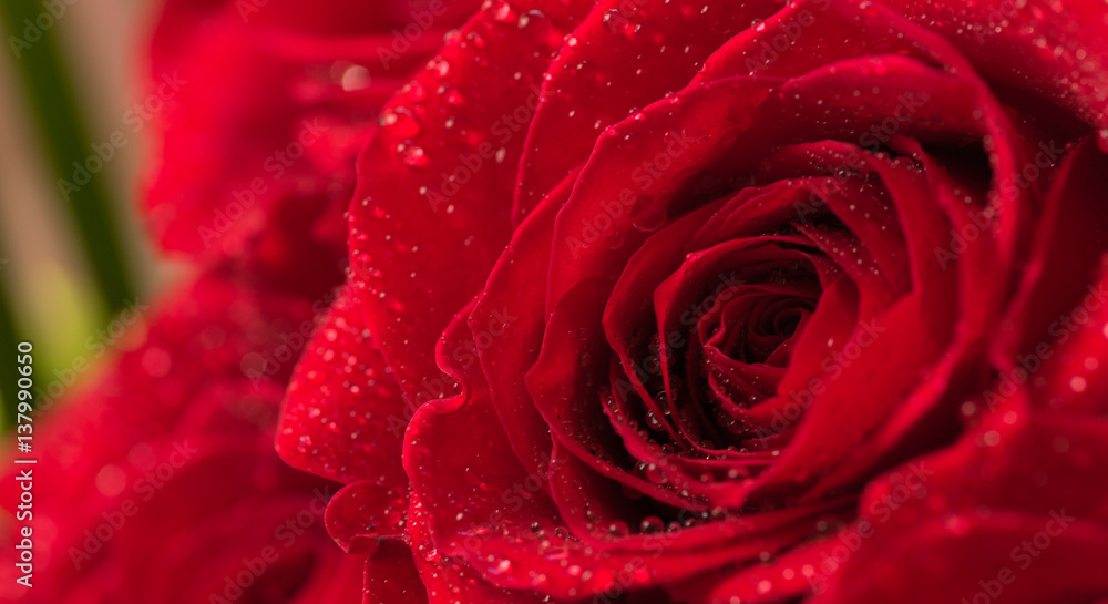 Red rose in dew drops. Soft natural green background. Macro image, close-up, shallow depth of field. Red rose in dew drops. Soft natural green background. Macro image, close-up, shallow depth of field.