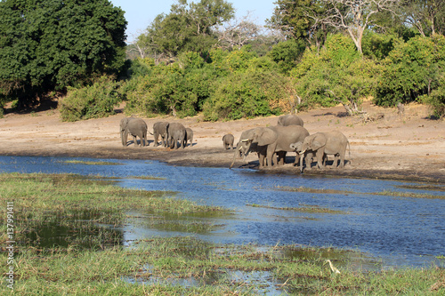 Szenerie mit Elefanten am Ufer des Chobe Flusses