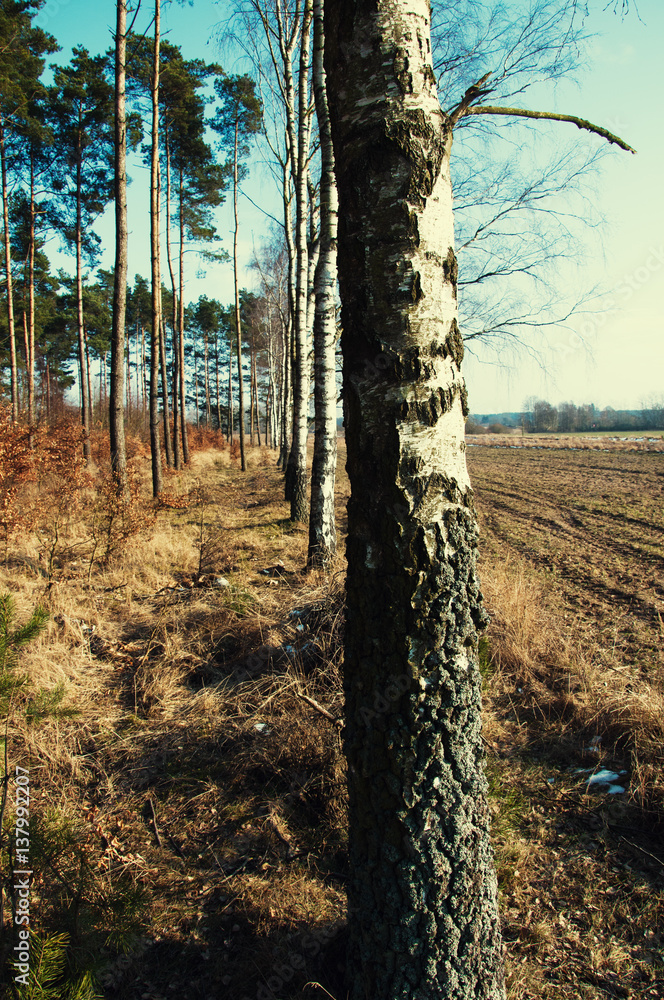 Obraz premium Birch trees in the turn of autumn and winter