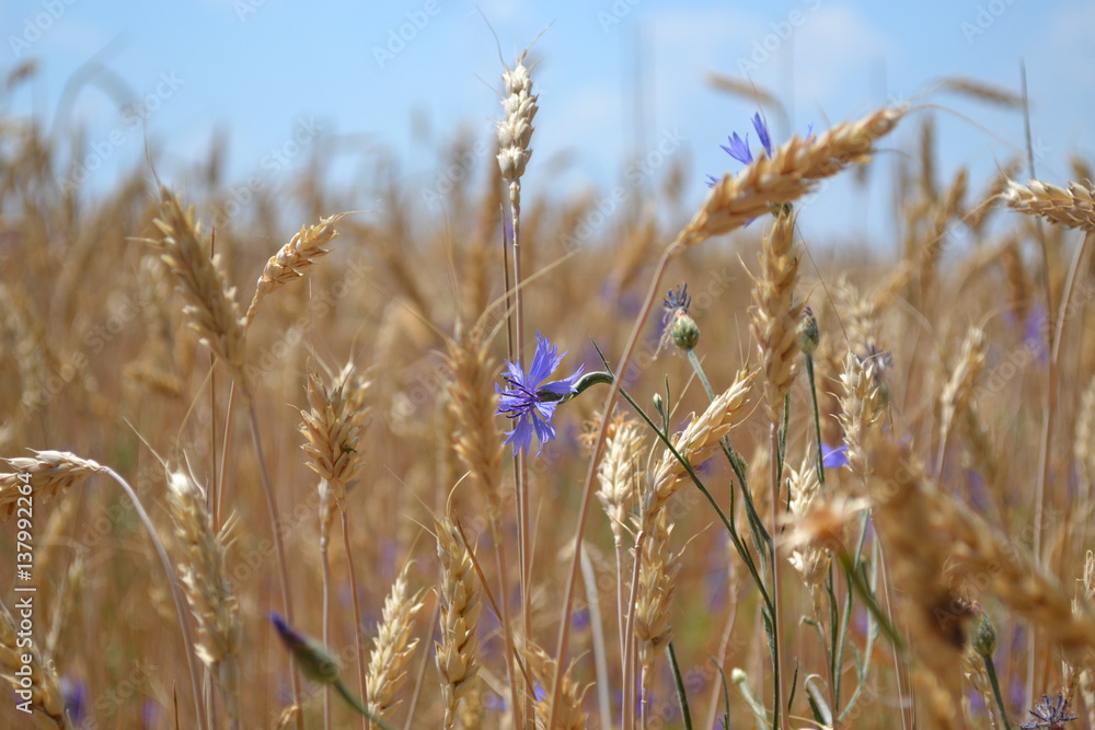 wild flower wild flower