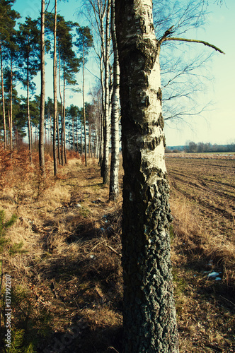 Fototapeta Naklejka Na Ścianę i Meble -  Birch trees in the turn of autumn and winter
