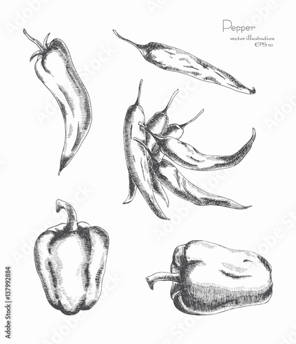 Set of peppers. Sketch made by hand.