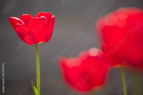 Easter Spring Flowers bunch. Beautiful red tulips bouquet. Elegant Mother's Day gift over nature green blurred background. Springtime. Copy space