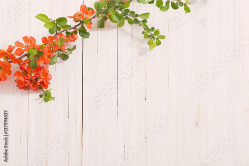 Fototapeta Naklejka Na Ścianę i Meble -  red flowers on white wooden background