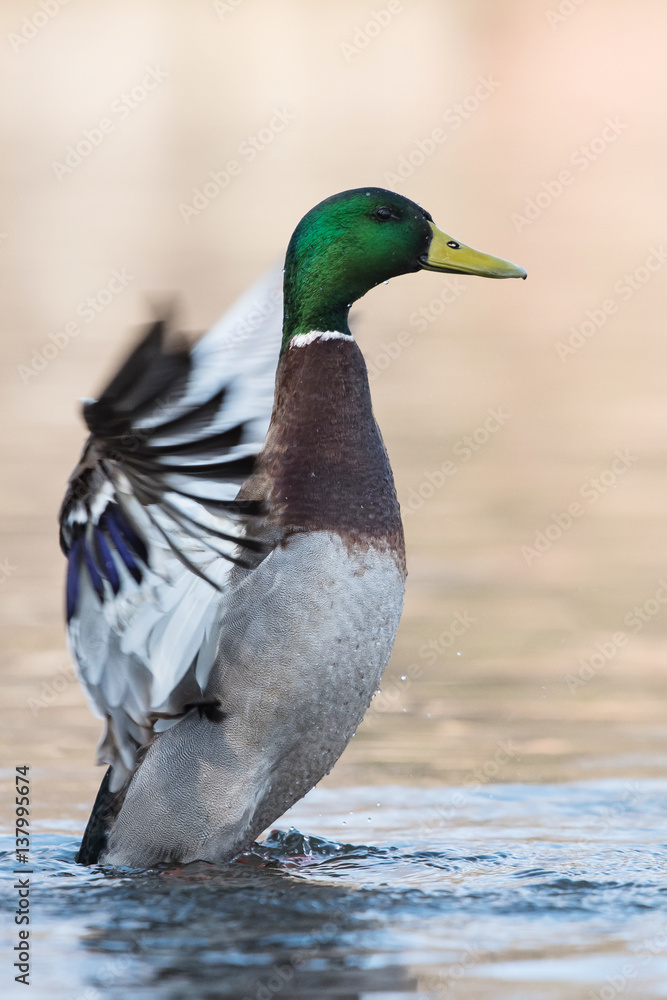 Fototapeta premium Mallard, Duck, Anas platyrhynchos