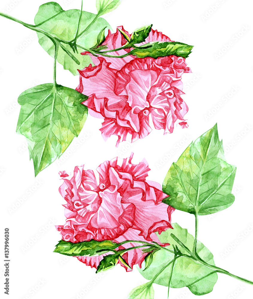 Obraz premium гибискус