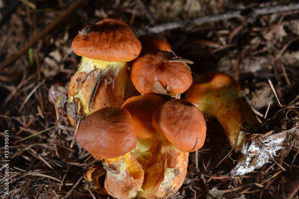 wild mushrooms close up wild mushrooms close up