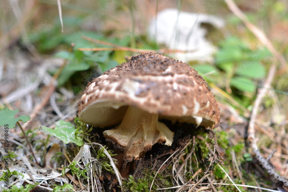 wild mushrooms close up wild mushrooms close up