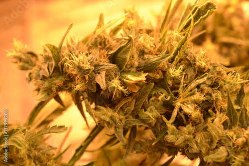 Cannabis flower macro 