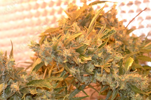 Cannabis flower macro 