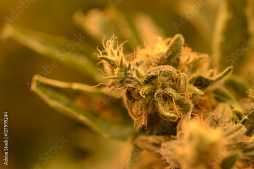 Cannabis flower macro 