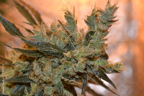 Cannabis close up 
