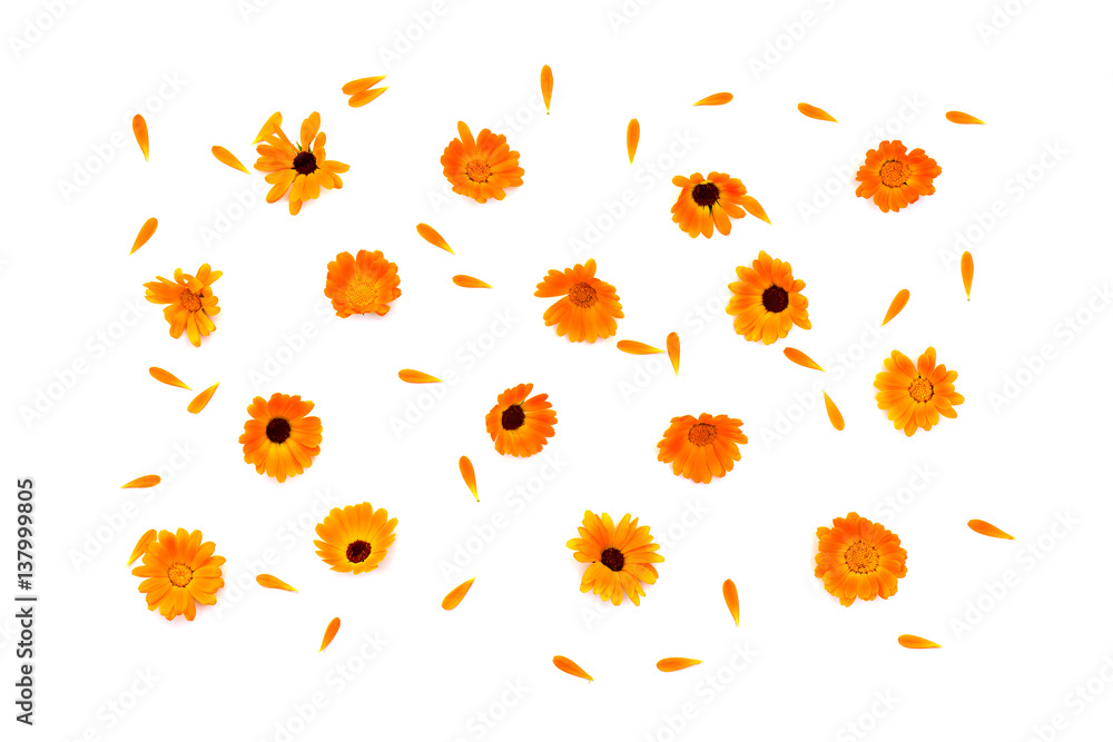 Obraz premium Flowers and petal Calendula (Calendula officinalis, pot marigold, ruddles, garden marigold, English marigold) on a yellow background with space for text. Top view, flat lay. Medicinal herb.