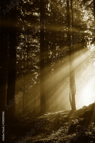 sun beams in a morning fogy forest