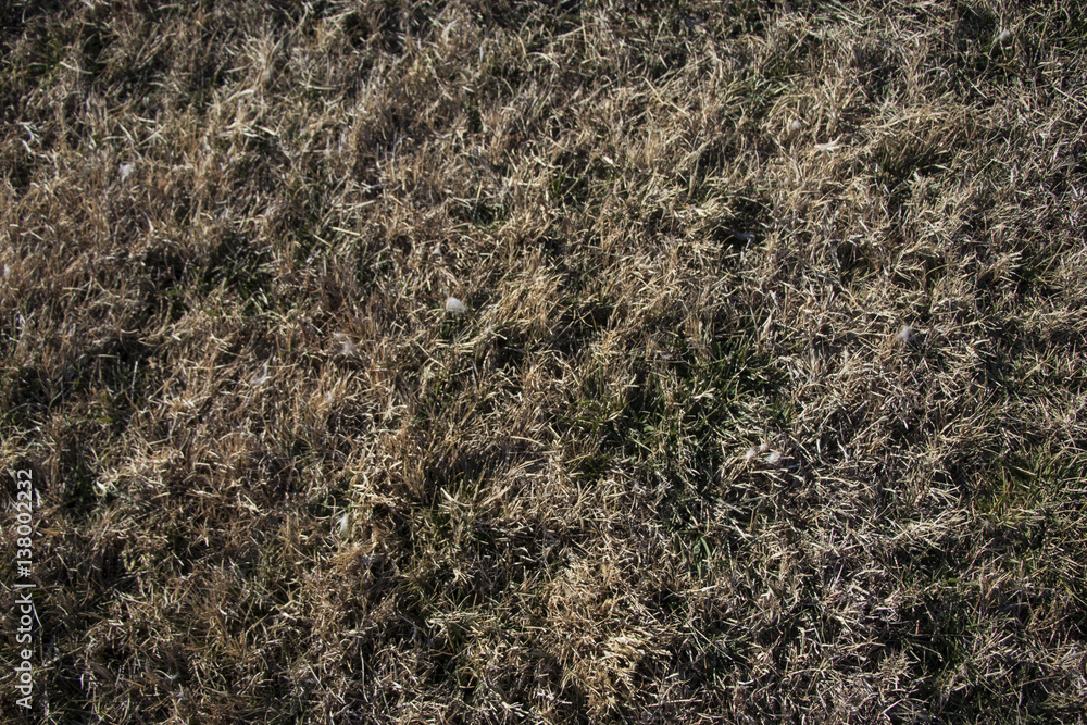 Brown Grass texture Brown Grass texture
