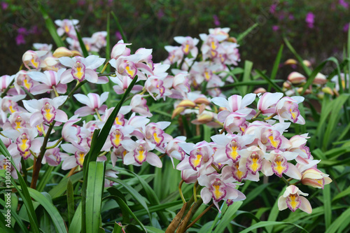 Fototapeta Naklejka Na Ścianę i Meble -  beautiful white cymbidium flower orchid  in garden