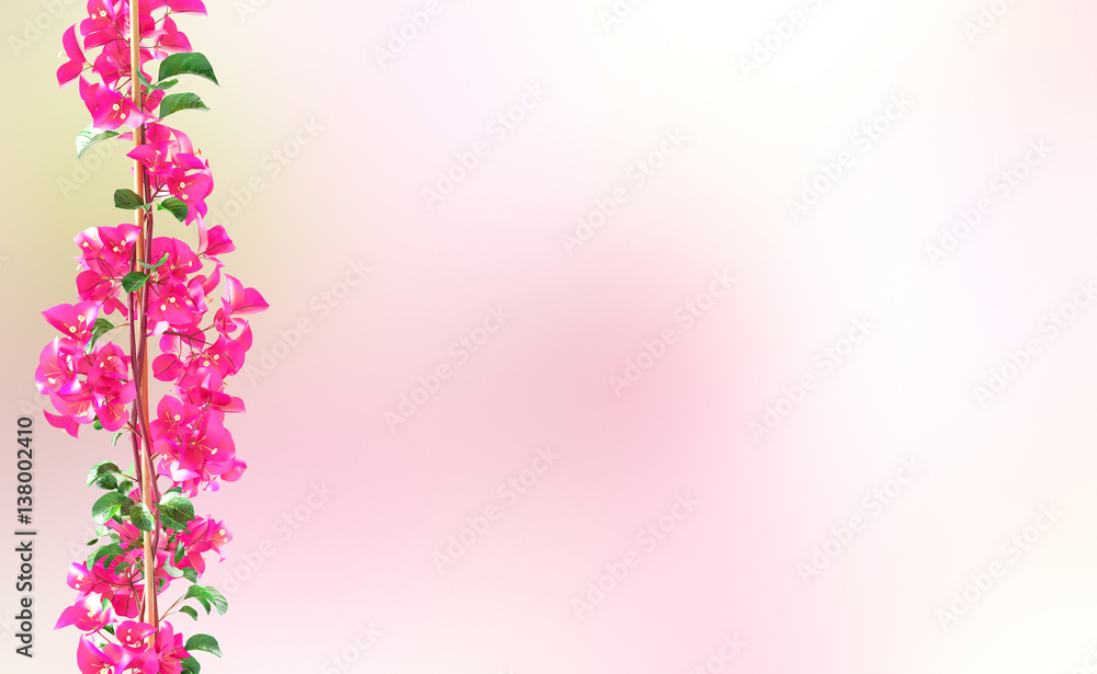 Fiori rosa bouganville o pianta rampicante