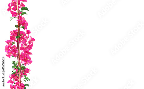 Fototapeta Naklejka Na Ścianę i Meble -  Pianta con fiori rosa in vaso e rampicante 