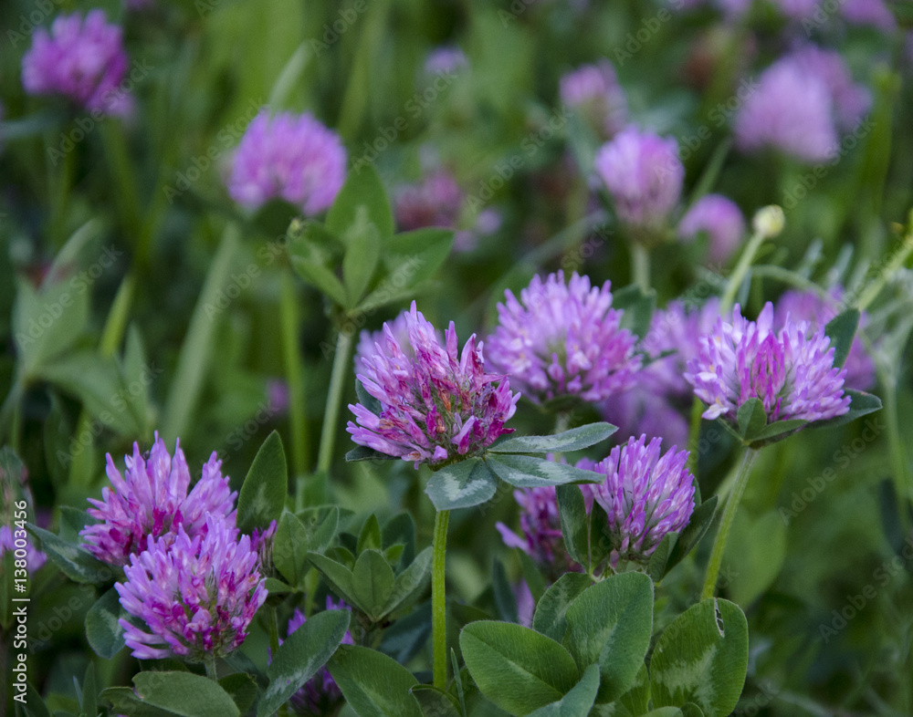 purple flowers in the garden purple flowers in the garden