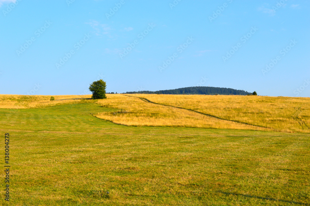 Natural field landscape with grass