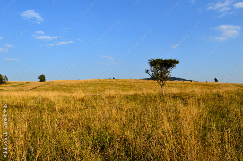 Natural field landscape with grass