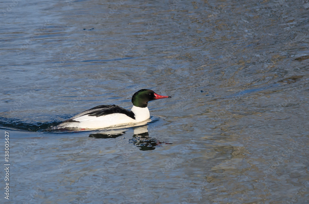 Common Merganser Swimming in the Cold Blue Water Common Merganser Swimming in the Cold Blue Water