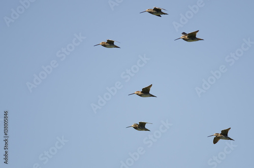 Flock of Wilson s Snipe Flying in a Blue Sky