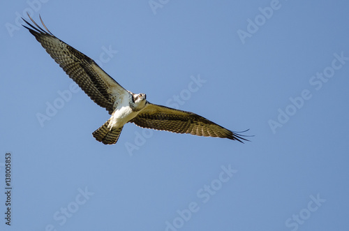 Lone Osprey Flying in Blue Sky