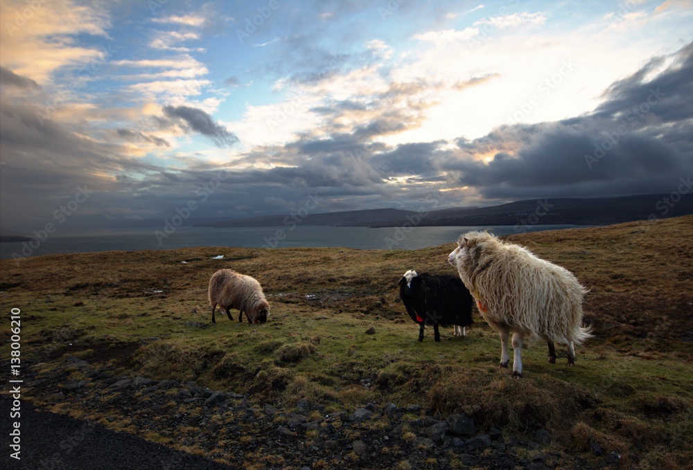 Wildlife in the Faroe Islands 