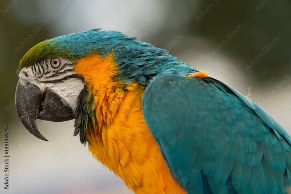 blue and yellow macaw portrait blue and yellow macaw portrait