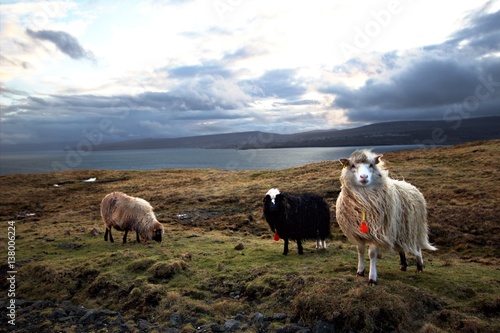Wildlife in the Faroe Islands  © polhansen
