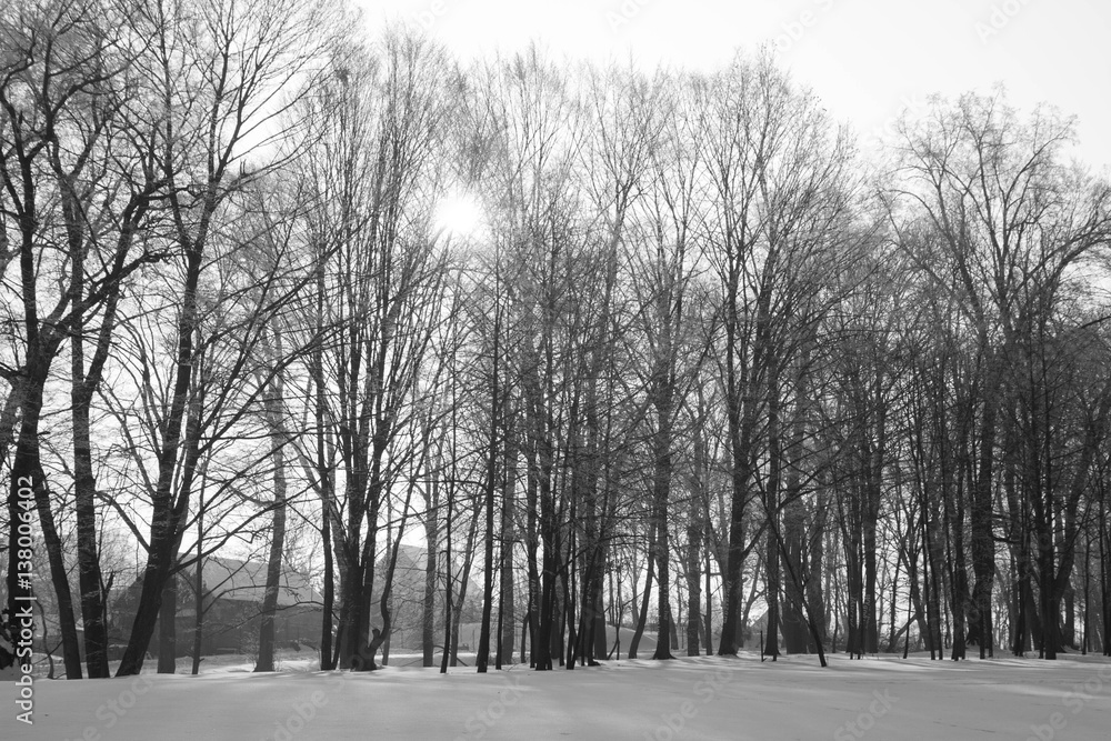 Trees covered with hard rime on a sunny winter day Trees covered with hard rime on a sunny winter day