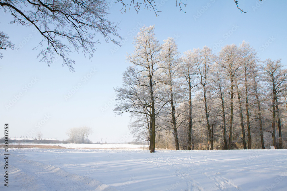 Fototapeta premium Trees covered with hard rime on a sunny winter day