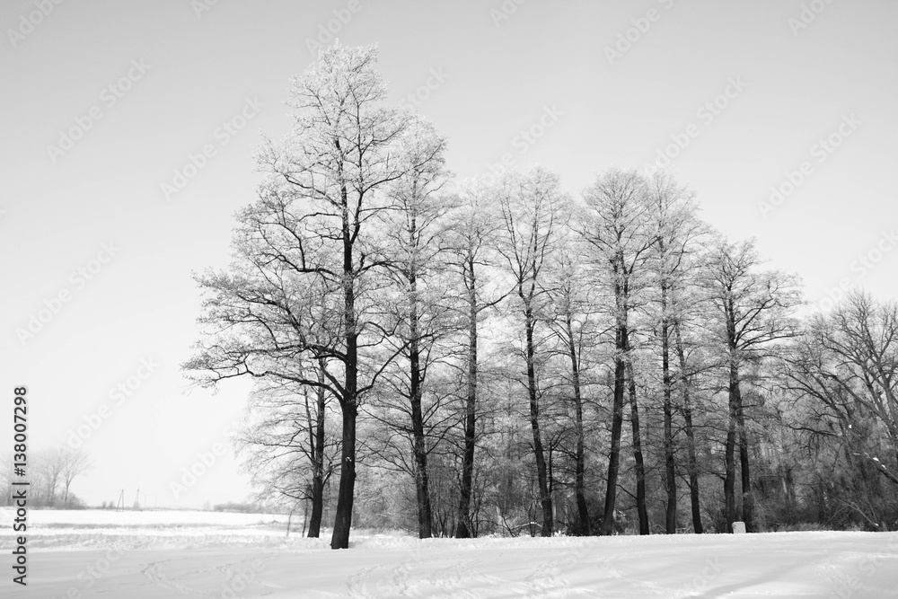 Trees covered with hard rime on a sunny winter day Trees covered with hard rime on a sunny winter day