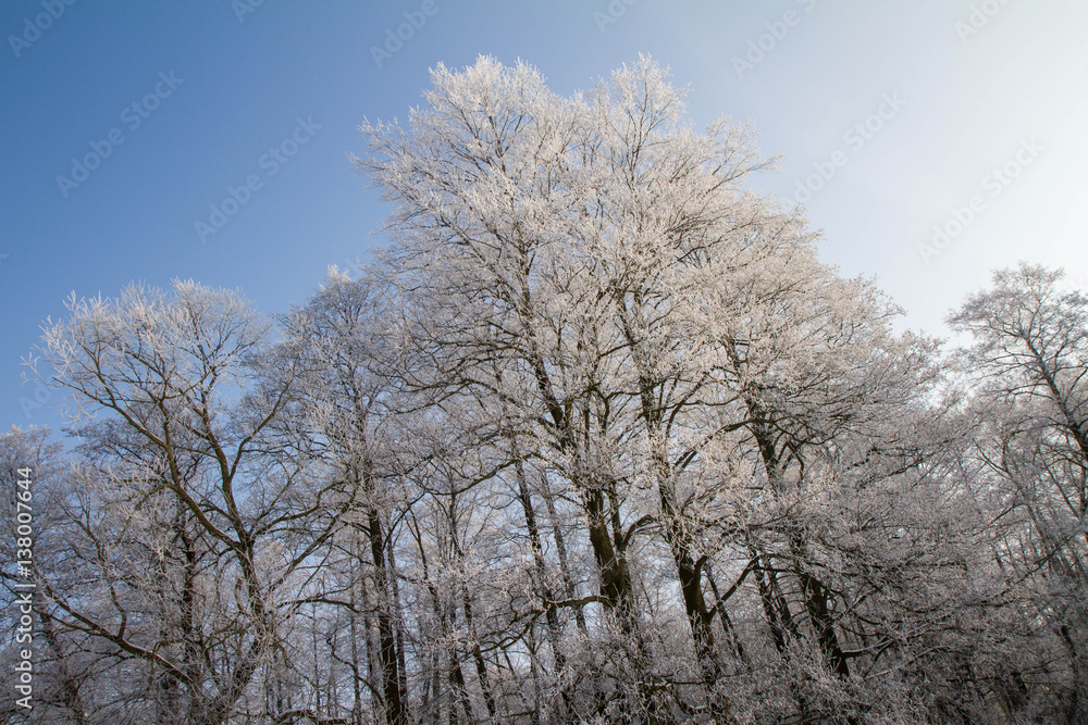 Trees covered with hard rime on a sunny winter day Trees covered with hard rime on a sunny winter day