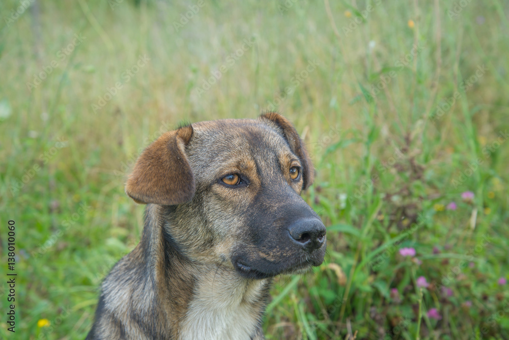 Cute Stray Dog
