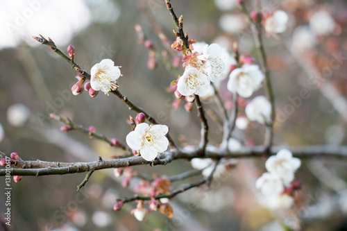 white flower of chinese plum,brown color of tree