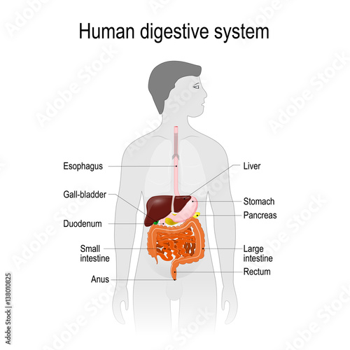 the location of the digestive system in the human body.