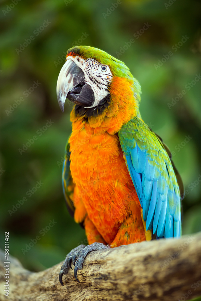 Parrot